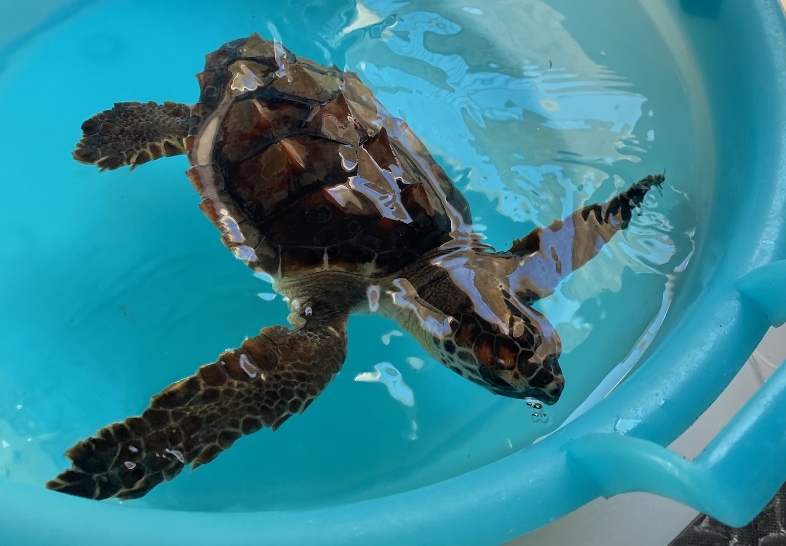 A small turtle in a bucket