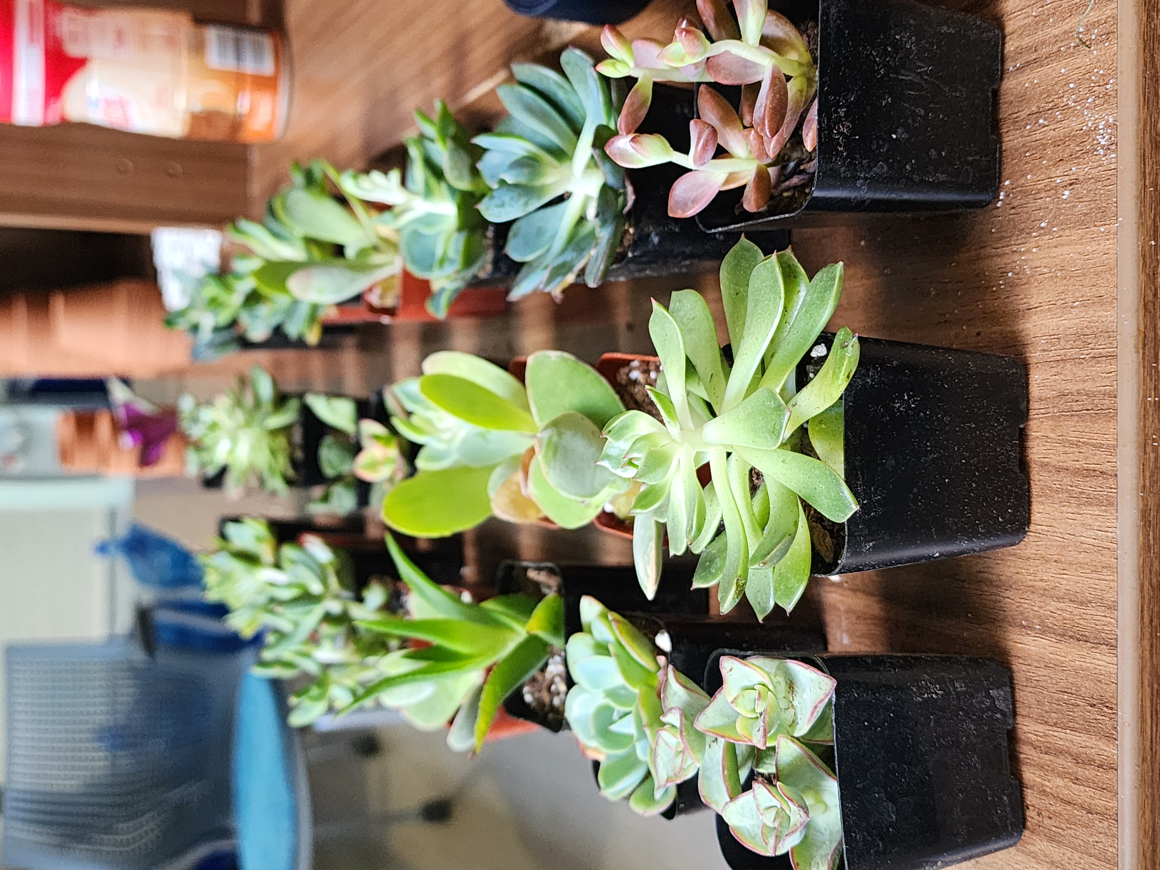 Three rows of succulents on small pots on a table