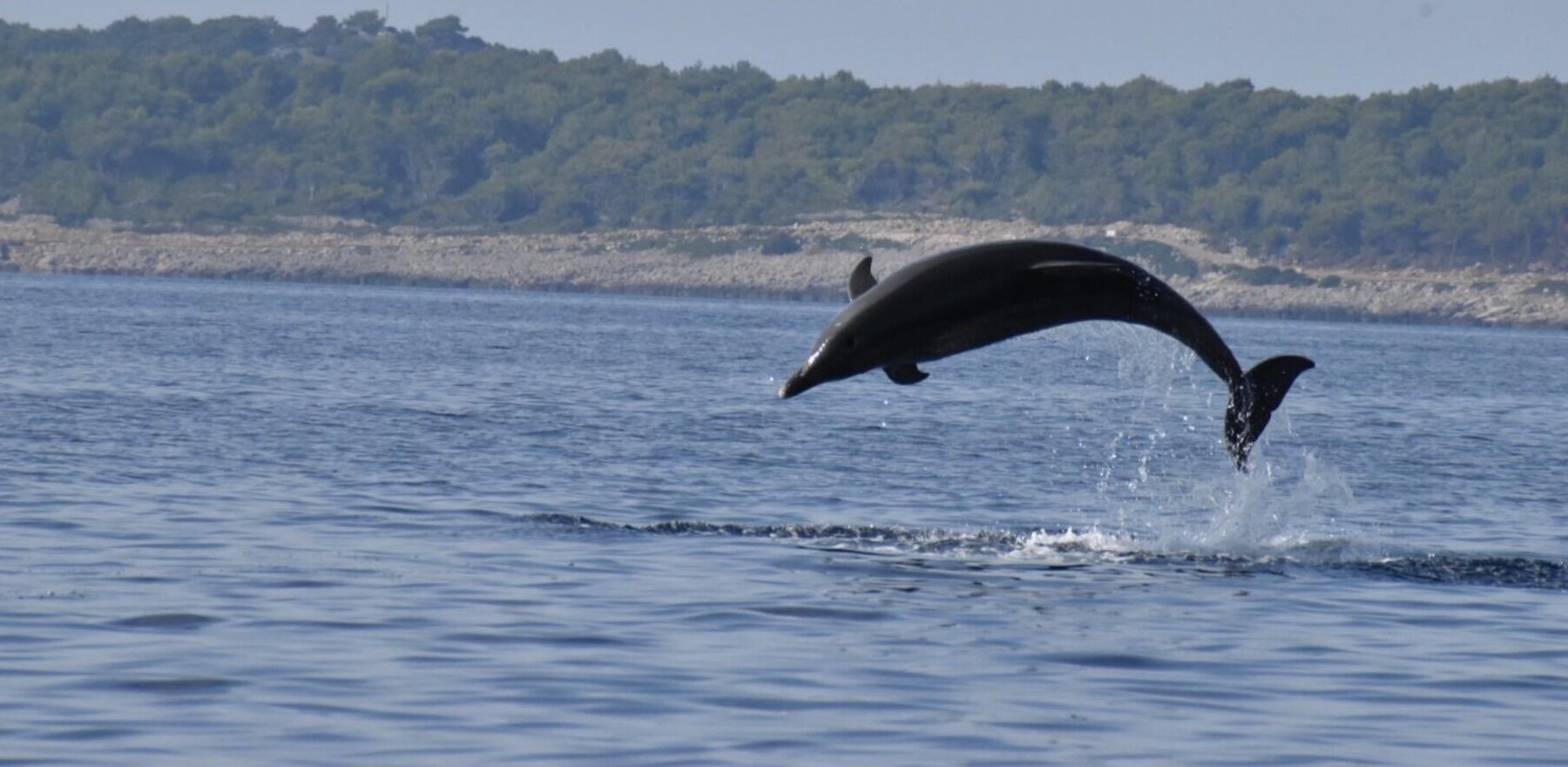A dolphin jumping out of the water