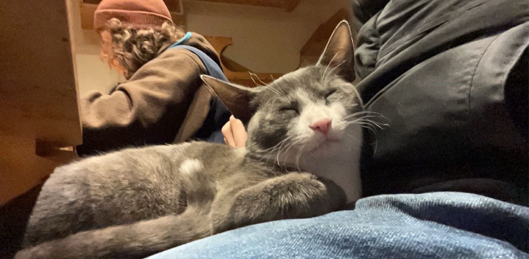 A cat on a persons lap