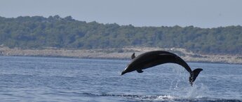A dolphin jumping out of the water