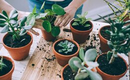 plants