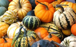 gourds