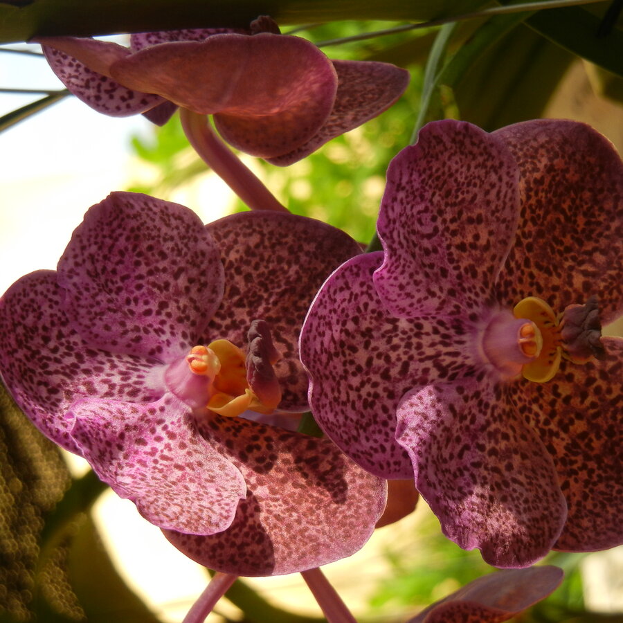 Crtagena Flower